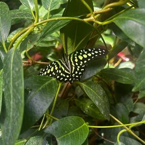 Meet your Posher, Lacy